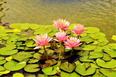 Waterlilies water flowers pink water lilies photo