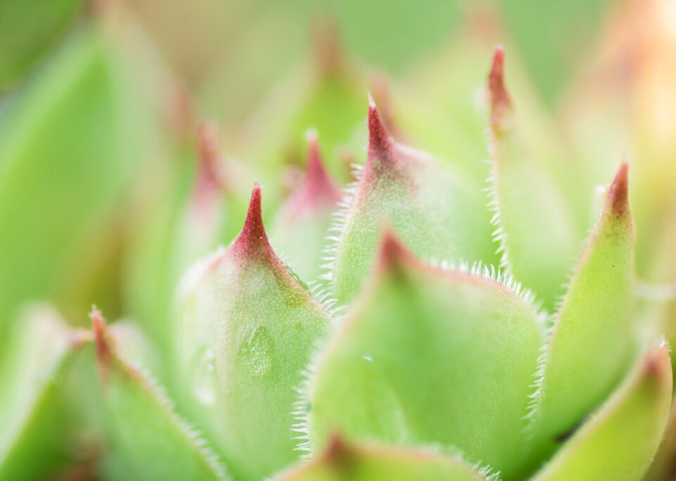 Plant flower sempervivum