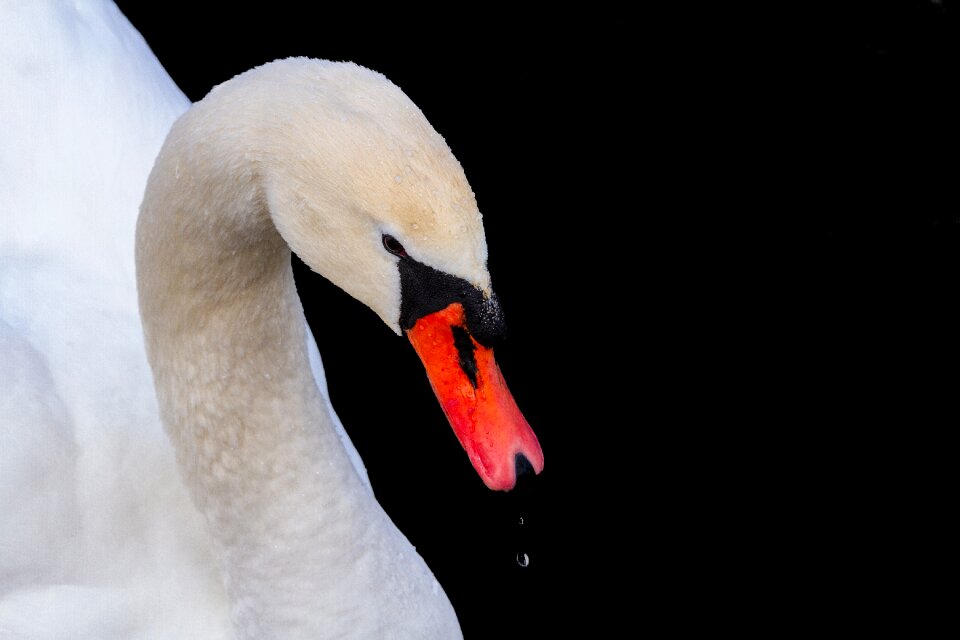 Schwimmvogel white pride