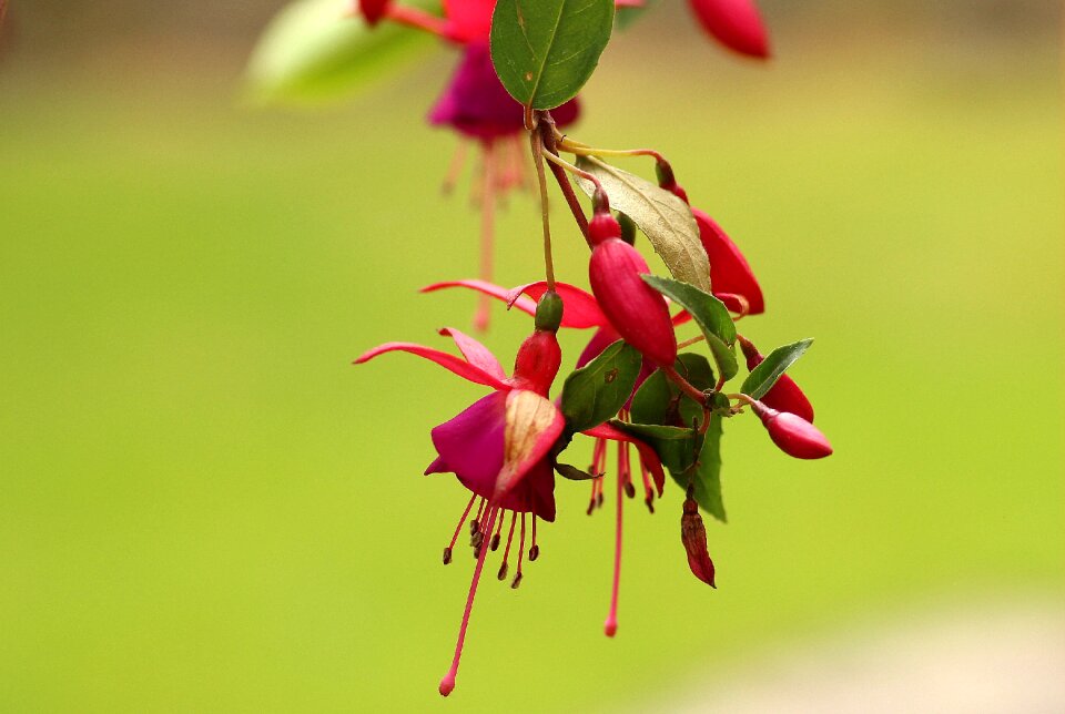 Flower flourishing flowering