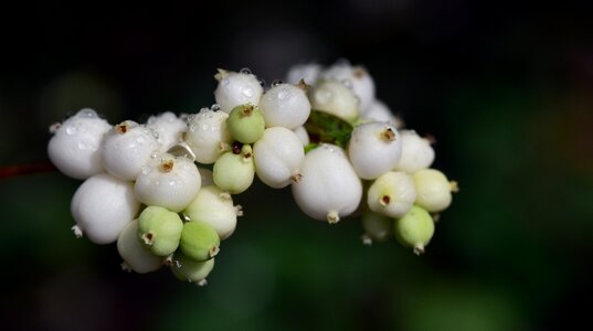 Knallerbse berry white