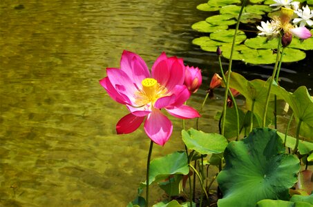 Water lilies flower water water lily pink photo