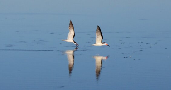Flying water reflection