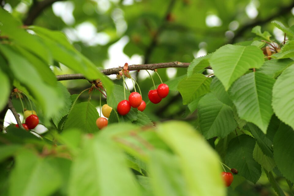 Maturation orchard eating