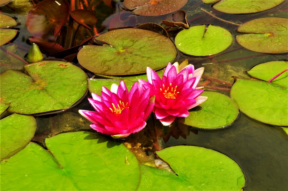 Waterlilies water flowers pink water lilies
