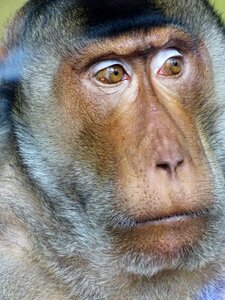 Mammal portrait primate