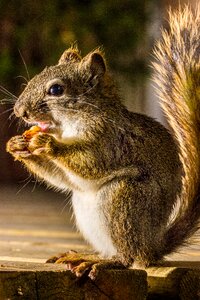 Brown nut wildlife photo