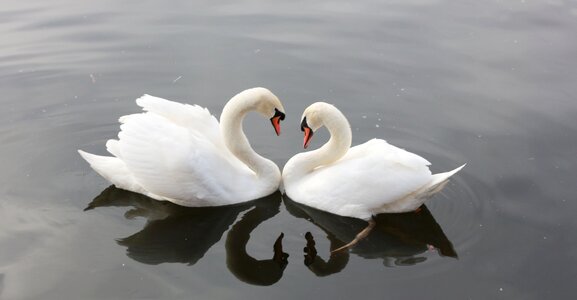 River animals white