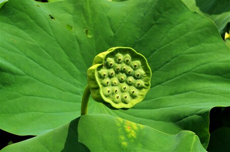 Green pod aquatic plant