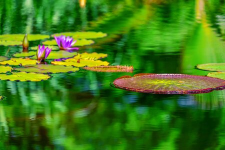 Lake huge seerosenblätter aquatic plants