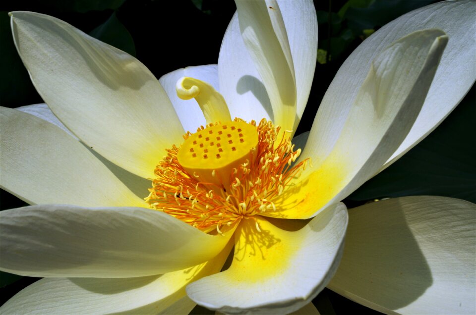 Flower white flower petals