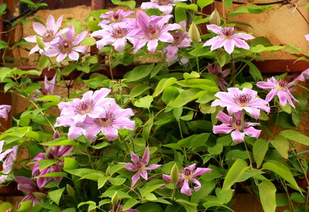 Creeper ornamental plants purple flower