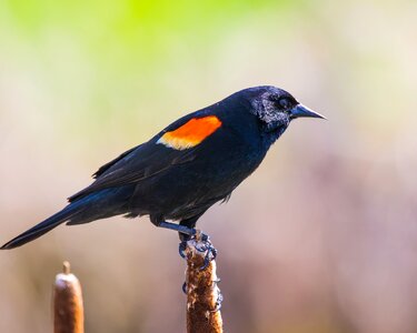 Perched red-winged wildlife photo
