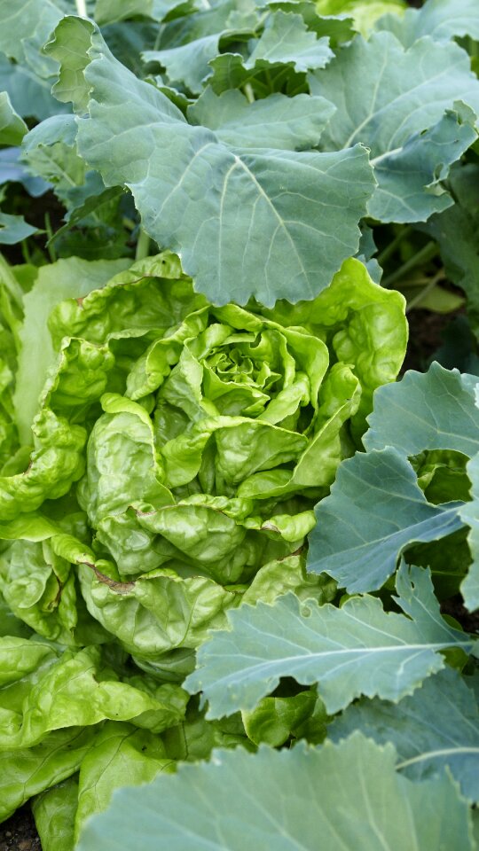 Fresh food nature