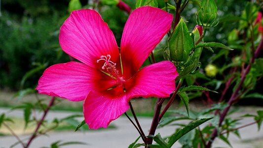 Flower flowers world
