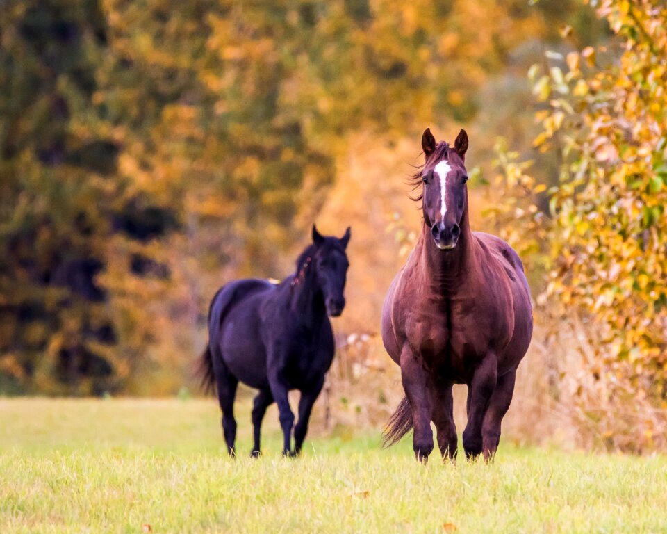 Fall trees brown horse
