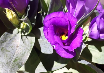Bloom close up violet photo