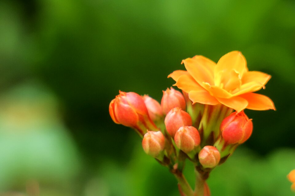 Flower leaf summer
