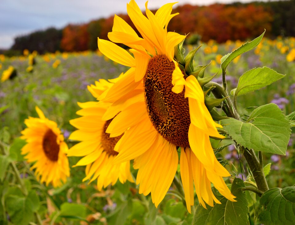 Sunflower field field bloom