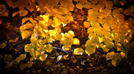 Fall color bright atmospheric photo