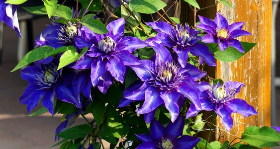 Blue clematis blossom