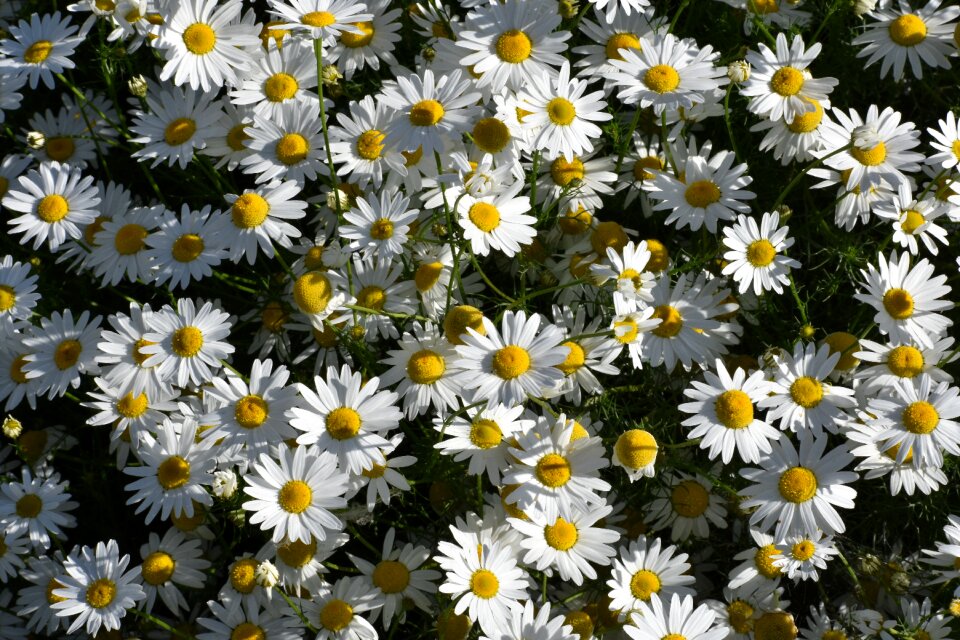 Herbal medicine healthy image