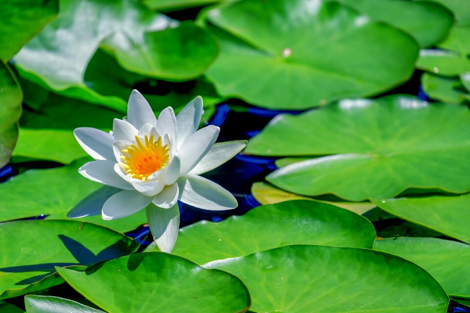 Blooms pond plant plant