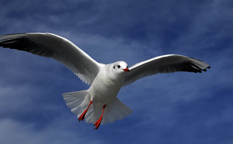 Nature water bird sea birds
