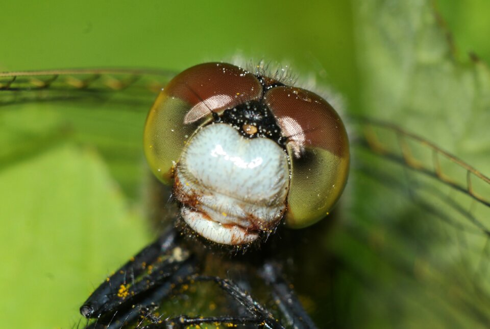 Insect macro closeup