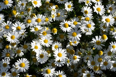 Herbal medicine healthy image