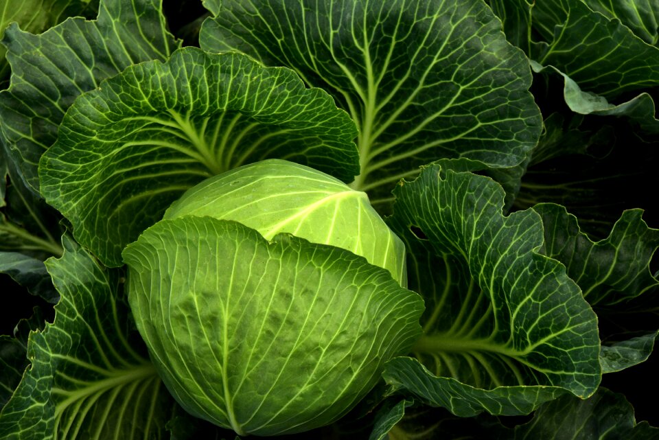 Healthy cabbage field green