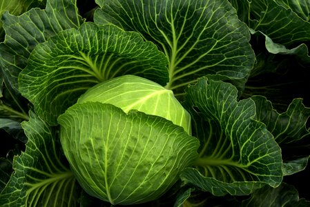 Healthy cabbage field green photo