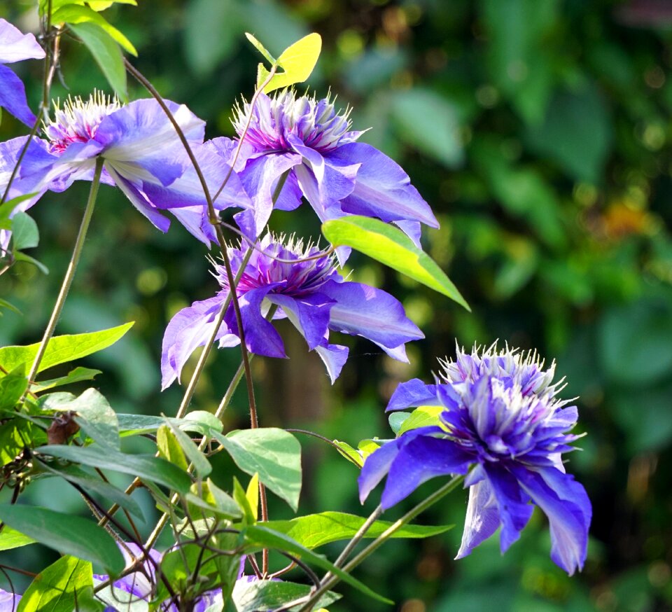 Flower blue clematis