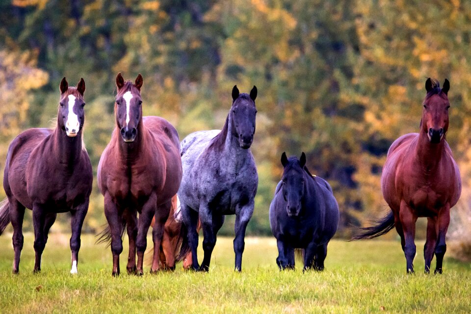 Grass animal farm