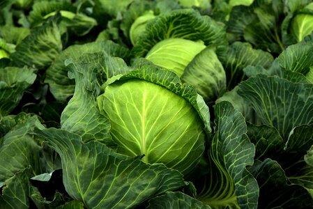 Cultivation vegetables healthy photo
