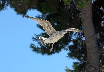 Stolen gull seagull