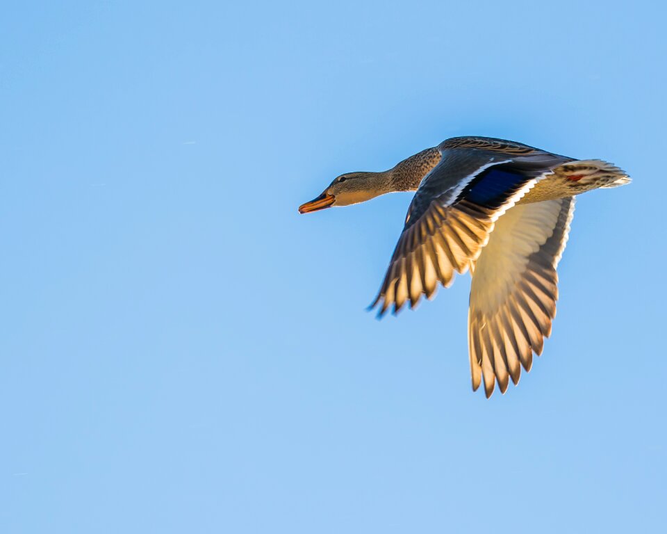 Sky wings feather