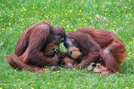 Two play primate photo