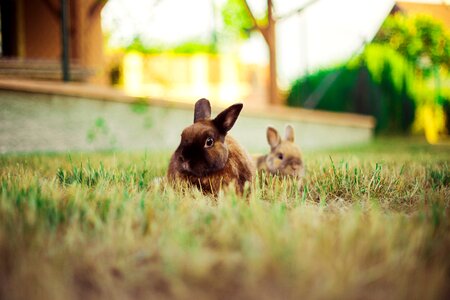 Hare bunny mammal