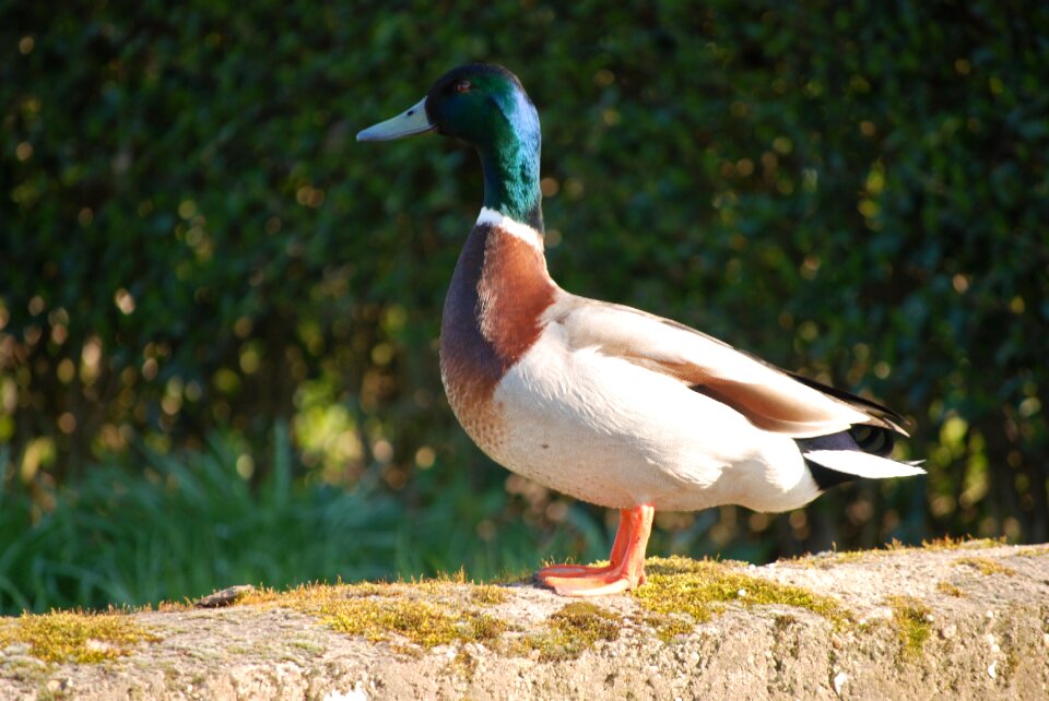 Male mallard water bird duck bird photo