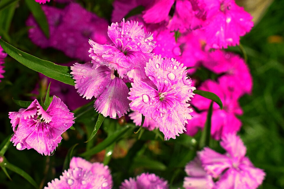 Pink flowers water droplets