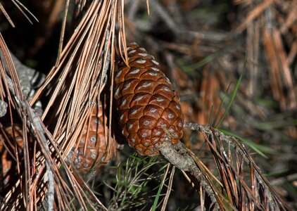 Pine coniferous needle