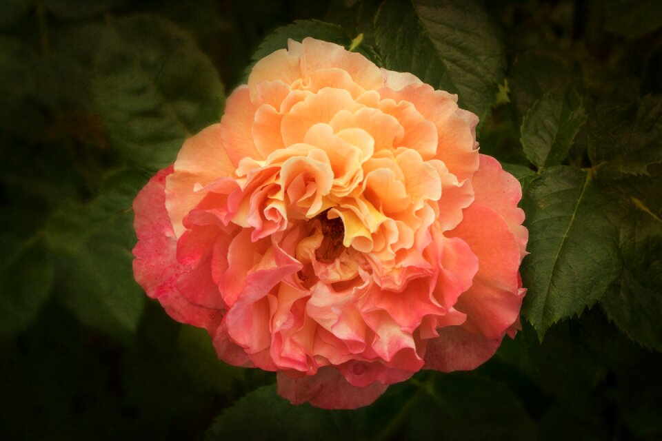 My garden roses fragrant roses floribunda