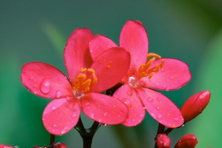 Flower leaf summer