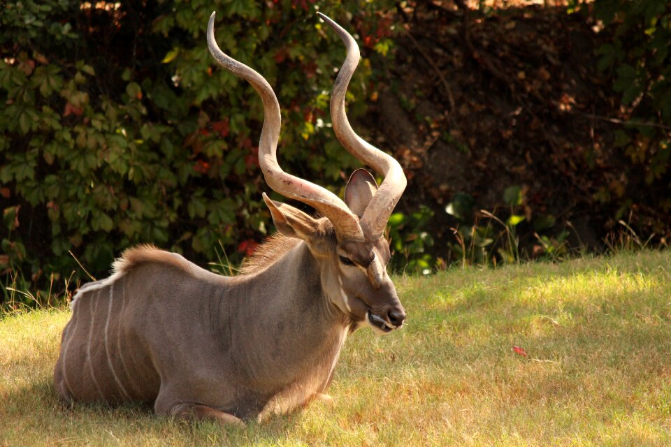 Antelope animal wildlife