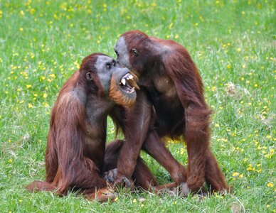 Two play primate photo