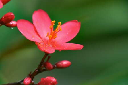 Flower leaf summer