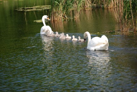 Water bird schwimmvogel swan family