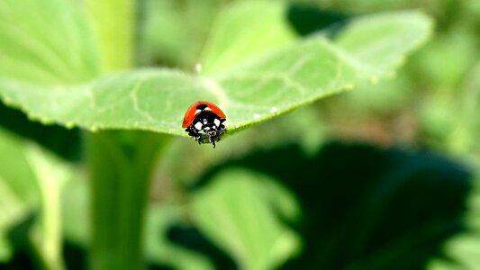 Beetle sheet in the summer of