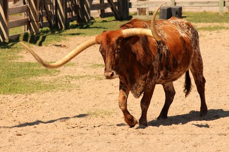 Ranch bull livestock photo